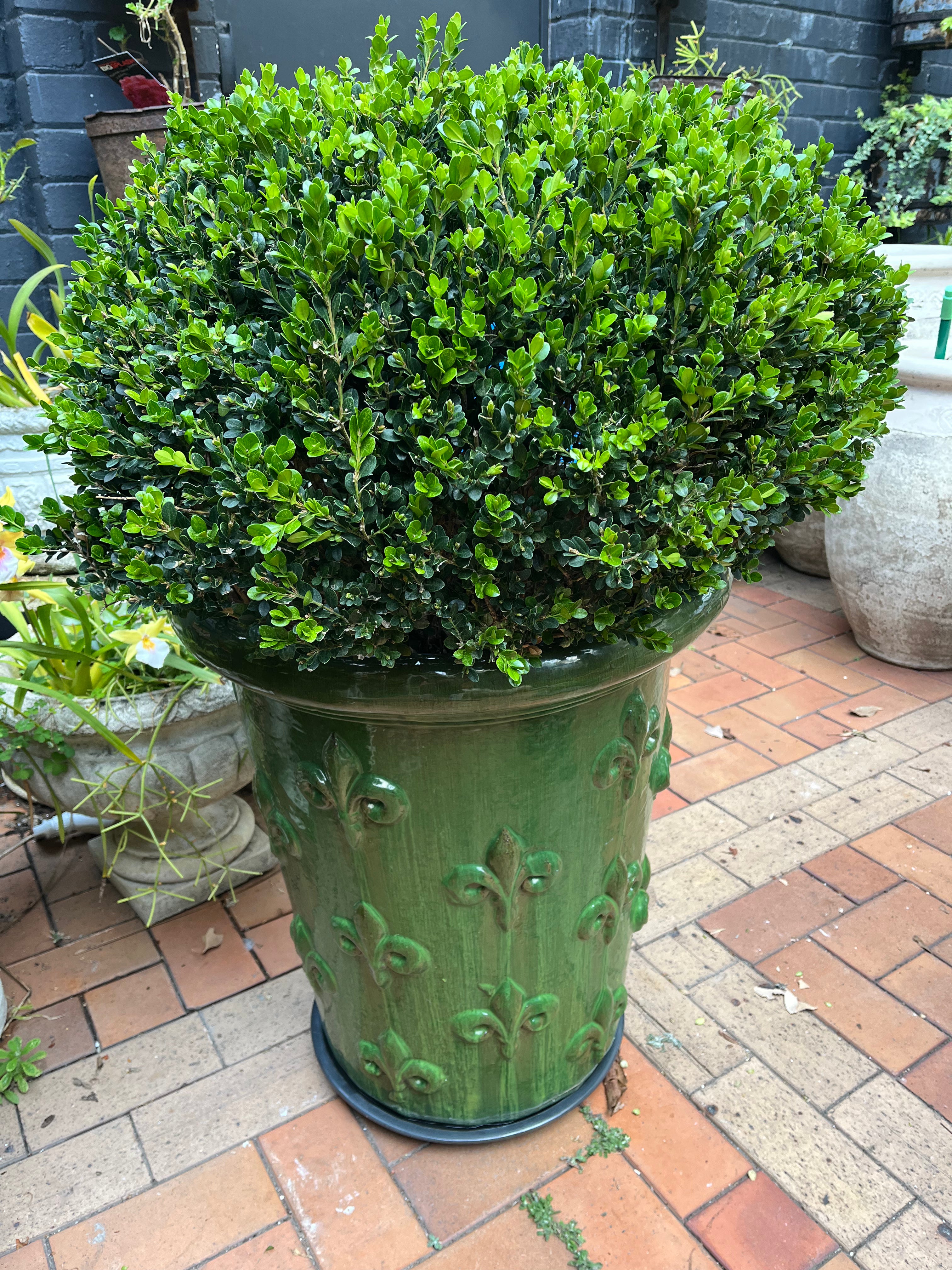 Fleur de lys planter pair H110 W55
