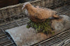 Bird Tile Terracotta