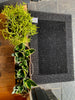 Doormat Black 60/90cm