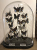 Glass dome butterflies large