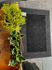 Doormat Black