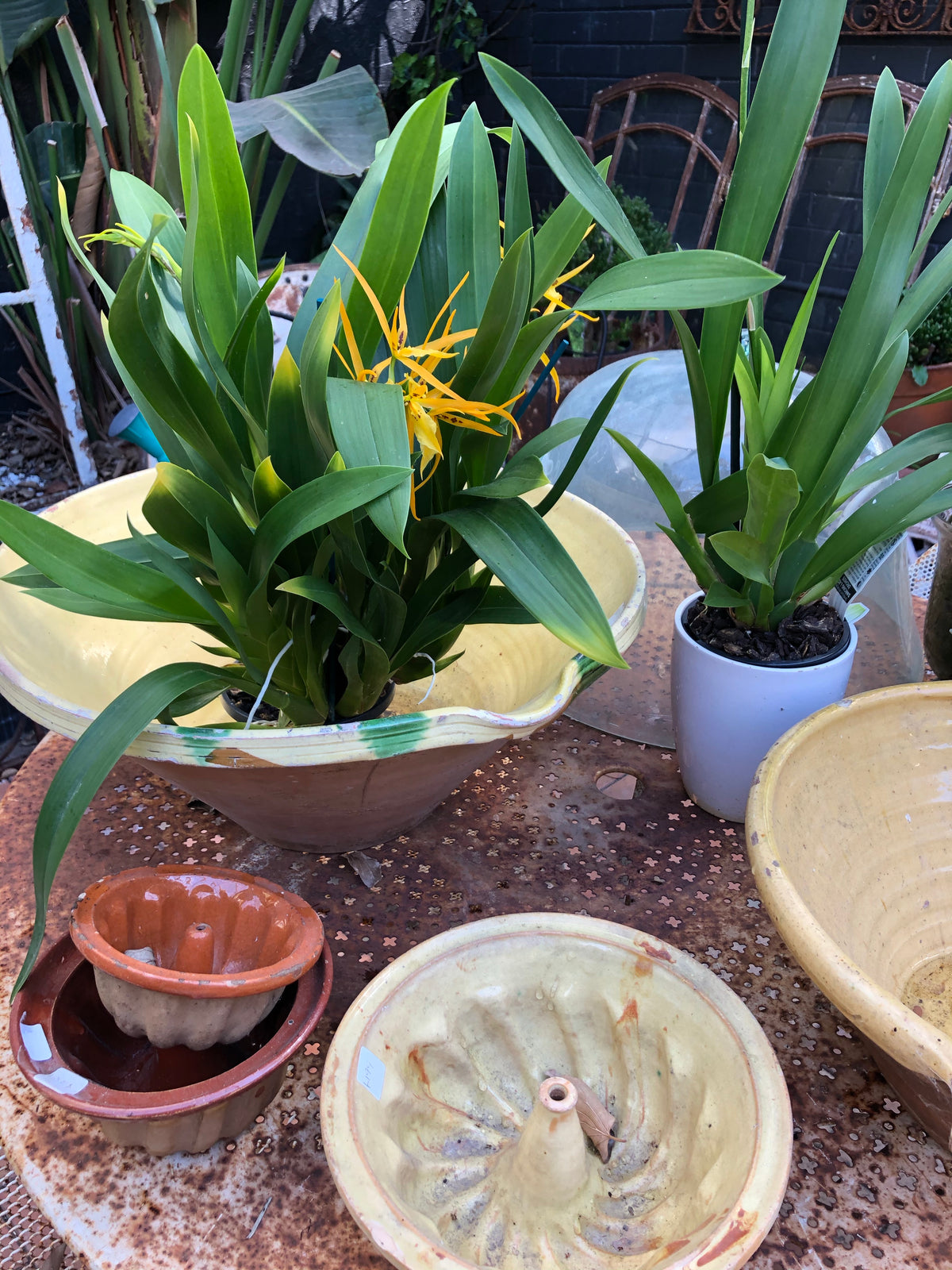 ✅Bowl Provençal